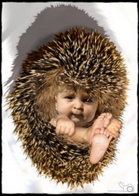 Hedgehog Baby