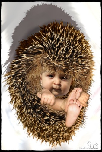 Hedgehog Baby