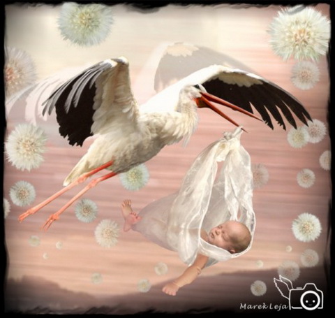 Stork - Discovery