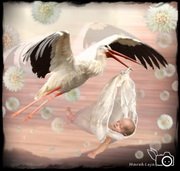 Stork - Discovery