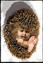 Hedgehog Baby